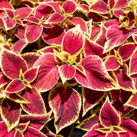 árpi-ria üdülőház * Balatonfüred