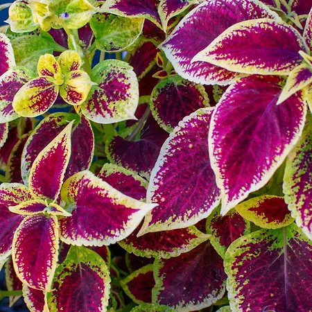 árpi-ria üdülőház Homestay szállás