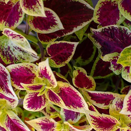 árpi-ria üdülőház Homestay szállás Balatonfüred