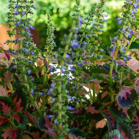 Homestay szállás árpi-ria üdülőház Balatonfüred